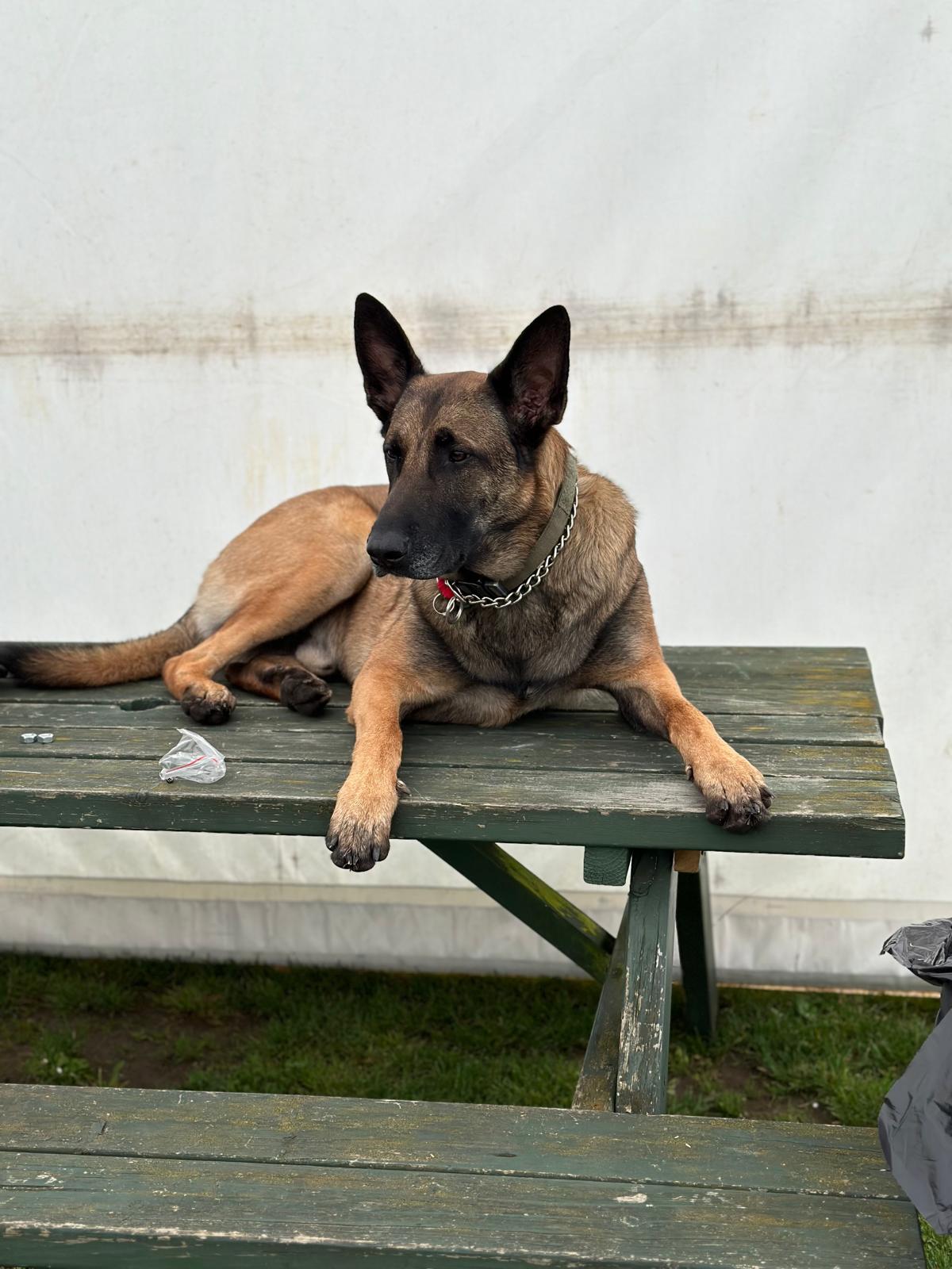 Belgian Malinois K9